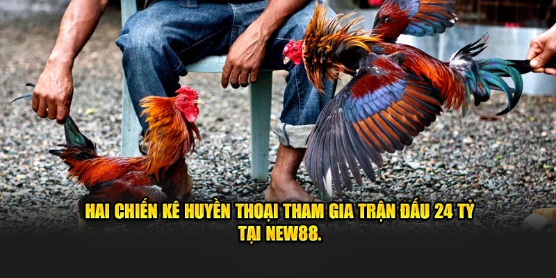 Hai chiến kê huyền thoại tham gia trận đấu 24 tỷ tại NEW88.