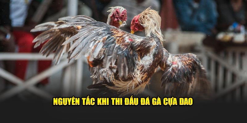 Nguyên tắc khi thi đấu đá gà cựa dao