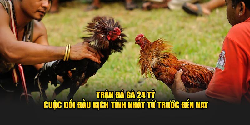 Trận đá gà 24 tỷ - Cuộc đối đầu kịch tính nhất từ trước đến nay